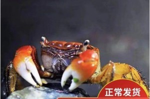 宠物小螃蟹的饮食需求（了解宠物小螃蟹的饮食习惯，做好饲养工作）