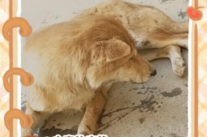 狗水中毒（揭开狗水中毒的治疗之谜与时长）