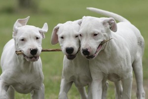 杜高犬，家养好选择！（探究杜高犬的家养优势和注意事项）