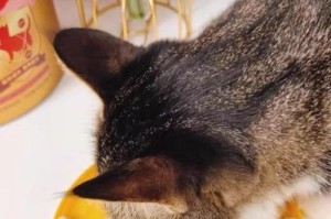 如何为2个月大的幼猫提供适宜的饮食（解析幼猫的饮食需求及健康成长关键）