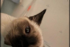 怎样保护小猫不受寒冷天气的侵害？（小猫受凉了怎么办？教你科学护理！）