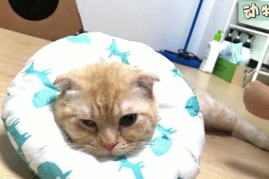 为什么猫要结扎（探讨猫结扎的重要性及好处）