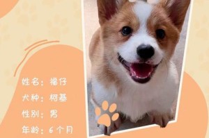 柯基犬饲养经验大揭秘（6个必备经验助你成为柯基犬专家）