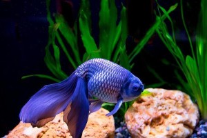 以海水鱼为主题的混养技巧（海水鱼混养指南及适合混养的海水鱼品种推荐）