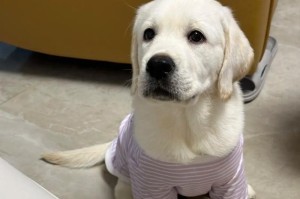 拉布拉多幼犬饲养全攻略（新手必看！如何正确养护拉布拉多幼犬）
