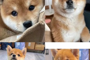 柴犬幼崽价格及购买需知（2000块钱是否能买到一只纯种柴犬？柴犬幼崽价格和购买要点解析）