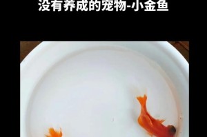 金鱼的种类及数量（探索金鱼世界，解密不同品种金鱼的数量与特点）