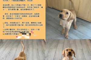 三个月拉布拉多每天吃什么蔬菜？（给宠物狗提供健康均衡的蔬菜饮食！）