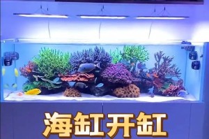 超级详细的40方海缸开缸教程（从选缸到鱼类入住，一步步教你打造完美海洋生态）