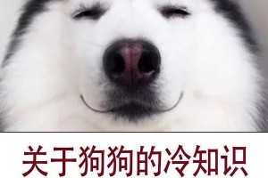 揭秘狗狗的8个“性”冷知识（了解狗狗性别、性成熟和性行为的奇特之处）