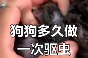 小狗体外驱虫多久有效？（探究小狗体外驱虫效果及持续时间）