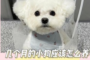 狗狗生产后的注意事项（细心照料新生幼犬，确保它们的健康成长）