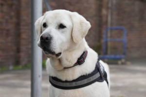 以警犬基地为主题的狗狗世界（探索警犬基地，见证勇敢与忠诚）