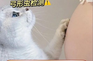 猫怀孕的预兆——了解你的毛茸伙伴（宠物猫怀孕的迹象及相关知识一览）