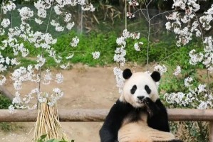 以聪明活泼的猫咪为主题的文章（一窥猫咪智慧与灵动的世界）