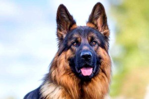 为什么以德牧是万能工作犬的人数如此稀少？（探寻以德牧养犬的挑战和魅力）