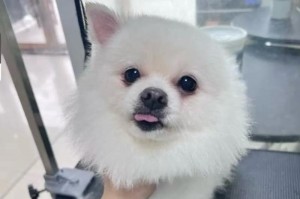 与博美相似的狗（探索与博美相似度较高的狗狗品种，了解其特点与养护需求）