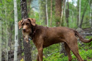 世界上最佳嗅觉猎犬品种（揭秘嗅觉敏锐无比的狩猎神兵）
