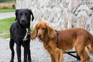 遇到可卡犬不吃饭怎么办？（宠物健康的护理，让爱永远在。）