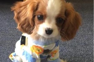 如何正确饲养骑士查理王小猎犬？萌宠生活从关爱和饲养开始