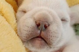 八个月法斗需要多少小时的睡眠？（科学揭秘法斗的睡眠需求量）