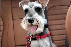 探寻迷你犬界的宠物明星——最小的宠物犬品种（了解这些适合小空间的可爱小狗，给生活增添一份温馨）