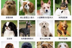 宠物健康，从疾病预防开始（以拳师犬为例，探讨常见身体疾病及预防措施）