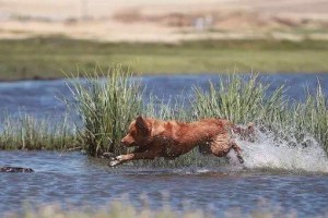 以斯科舍诱鸭寻回犬的饲养方法（让你的宠物成为顶尖猎犬，提高狩猎效率）