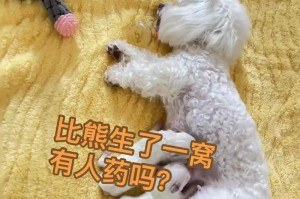 比熊与人共眠之谜（揭秘比熊喜欢与人共眠的原因）