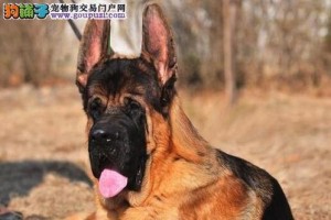 如何解决德国牧羊犬脱毛问题？（从饮食、洗澡到日常护理，全面解析有效方法）