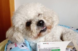 养狗必备，驱虫保健手册（让你的狗子健康快乐成长！）