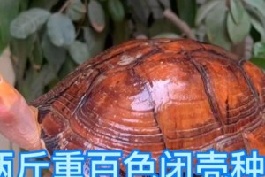 广西百色龟价格分析（龟苗价格走势、成年龟价格对比及市场推动因素）