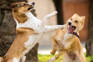 金毛犬交配的准备工作（为您的金毛犬交配打下坚实基础）