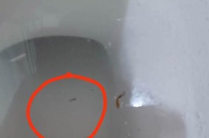 蜜袋鼯生病的症状及治疗方法（了解蜜袋鼯生病的征兆，保护它们的健康）