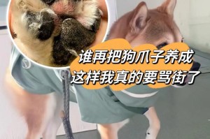 揭秘狗狗干燥的原因及解决方法（狗狗皮肤痒痒，原来是因为……）
