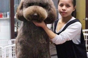 泰迪为何钟爱日玩具？（探寻泰迪对日玩具的喜爱原因）