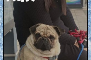 观赏犬（探索不同品种的犬类之美，共享人与犬的情感纽带）