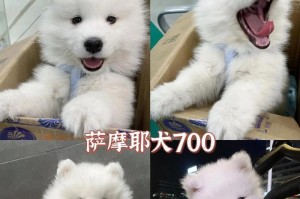 以萨摩耶感冒多久可以好？（探索以萨摩耶感冒康复时间的关键因素及预防措施）