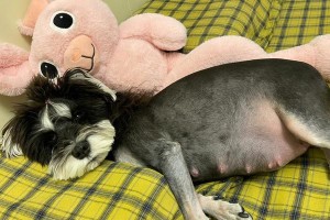泰迪犬怀孕（揭秘泰迪犬怀孕的种种迹象及注意事项）