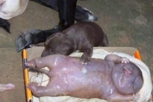 如何判断狗狗的分娩时间？（通过观察和体征判断狗狗还有多久生）