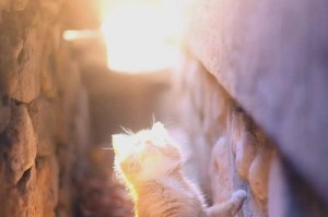 猫咪与空调的相处之道（猫吹空调）