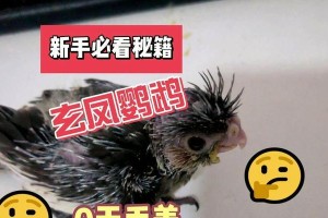 玄凤鹦鹉孵化的注意事项（玄凤鹦鹉孵化所需知识点及关键要点）