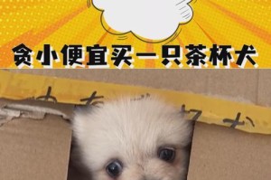 茶杯犬情缘（简陋交易背后的爱意）
