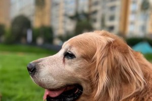 金毛幼犬的健康成长之路（以适当的饮食让金毛幼犬长得胖）