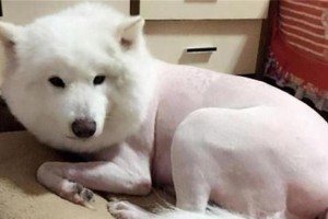 狗犬打完针后适合剃毛的最佳时机（以狗打完针多久可以剃毛？了解适宜时机的重要性）