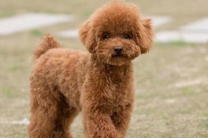 泰迪犬的标准体重及如何判断胖瘦（掌握泰迪犬的标准体重是保持健康的关键）