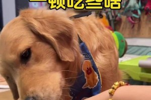 金毛犬的饮食习惯（金毛犬可吃蔬菜和水果吗？适合金毛犬的蔬菜选择）