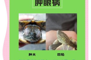 乌龟的奇妙世界（探索乌龟的生活习性与魅力）