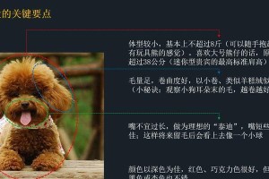 玩具贵宾犬的起源与形态特征（从泰迪熊到可爱伴侣，贵宾犬的演变历程）