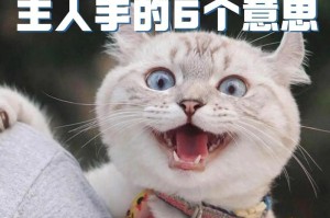 猫咪的情绪世界（猫咪也有感情，它们需要我们的关爱和呵护）